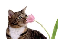 Spring Allergies Spring Allergies