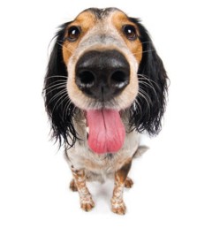 Doggy Breath Doggy Breath