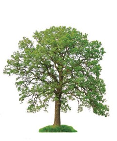 Trees